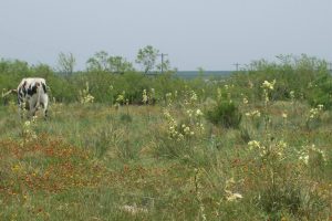 palo-duro-canyon-for-trr